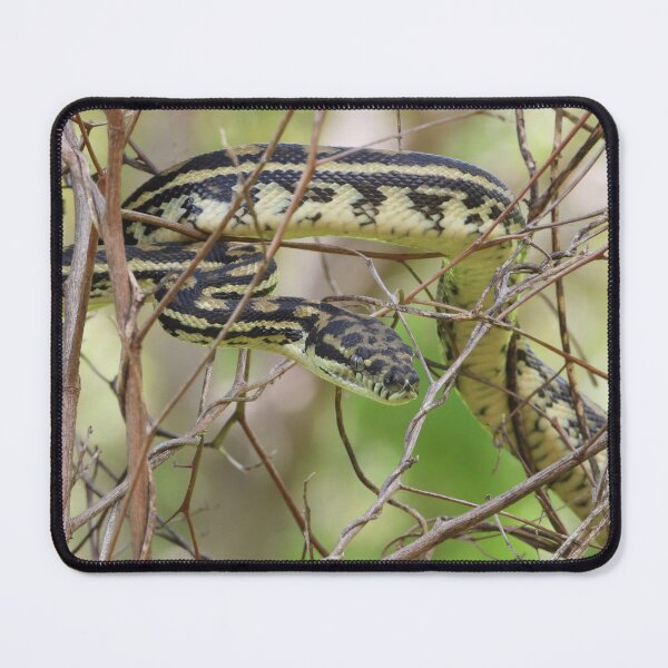Item preview, Python an Australian Reptile designed and sold by Jenny  Dyer.