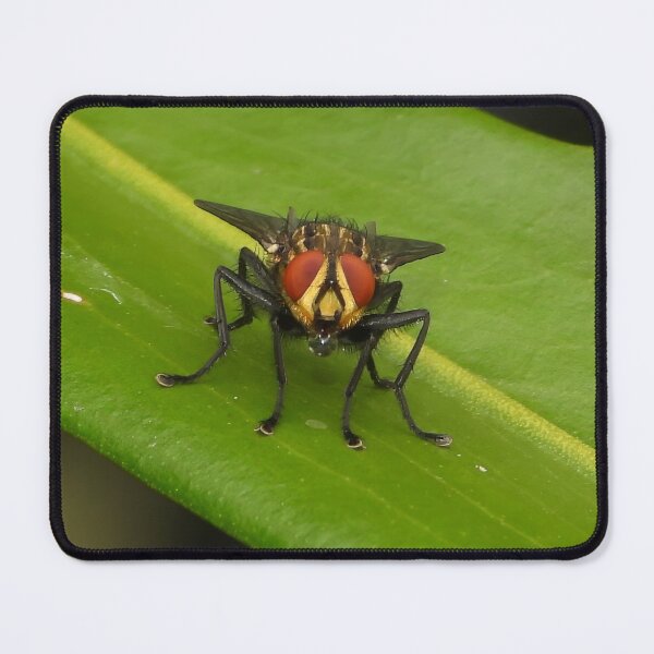 Item preview, Fly designed and sold by Jenny  Dyer.