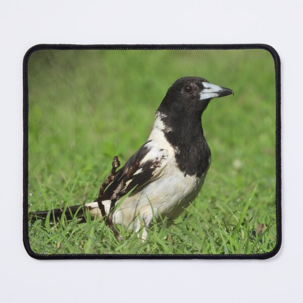 Item preview, Pied Butcher Bird designed and sold by Jenny Dyer.