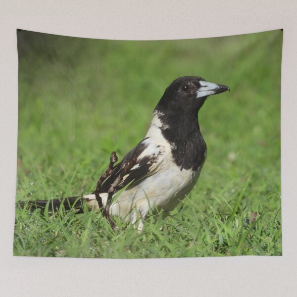 Item preview, Pied Butcher Bird designed and sold by Jenny  Dyer.