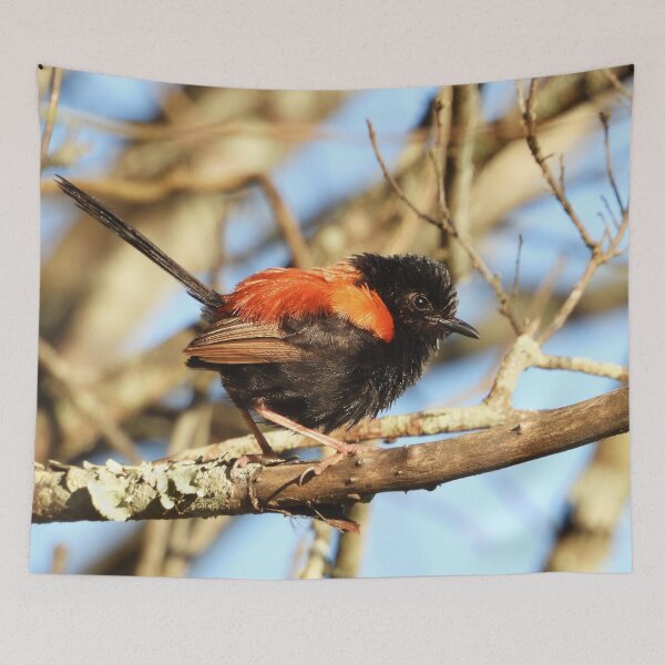 Item preview, Red-backed Fairy Wren after the rain designed and sold by Jenny  Dyer.