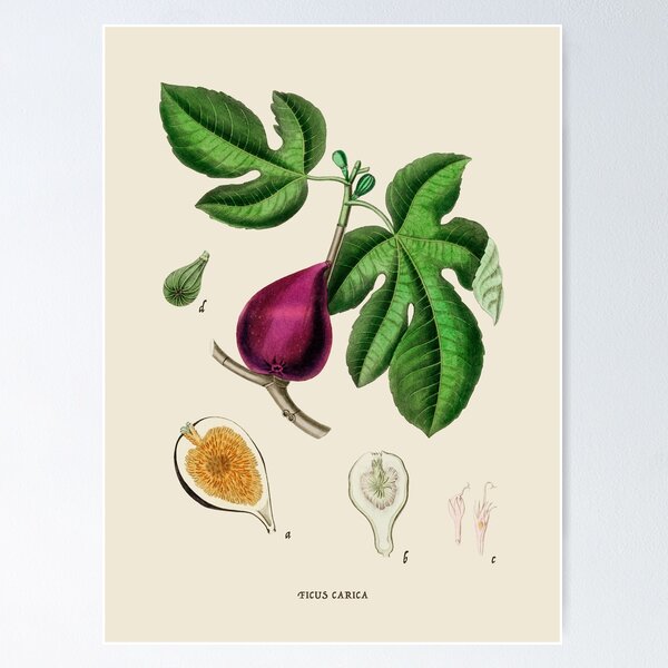 Item preview, Fig Antique Botanical Illustration designed and sold by Antiquated Art.