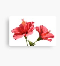 Hibiscus flowers Canvas Print