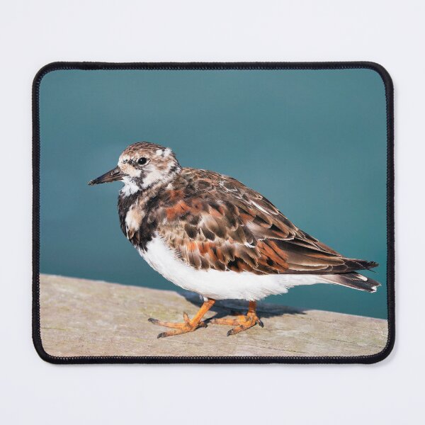 Item preview, Ruddy Turnstone - Arenaria interpres designed and sold by Dorset Girl.