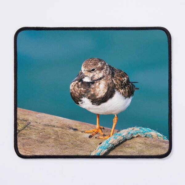 Item preview, Ruddy Turnstone - Arenaria interpres designed and sold by Dorset Girl.
