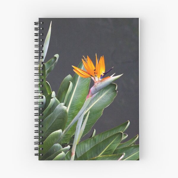 Item preview, the dancer. strelitzia, gulbenkian garden designed and sold by Tereza Pilar  Art.