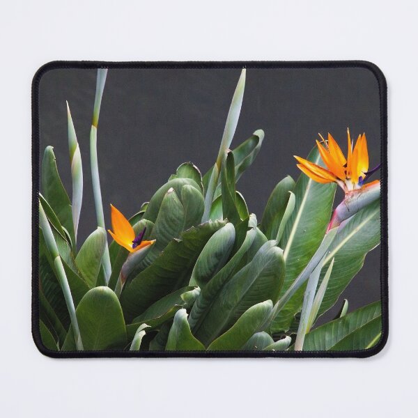 Item preview, the dancer. strelitzia, gulbenkian garden designed and sold by Tereza Pilar Art.