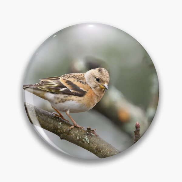 Item preview, Brambling pose designed and sold by Jouko Lehto Photography.