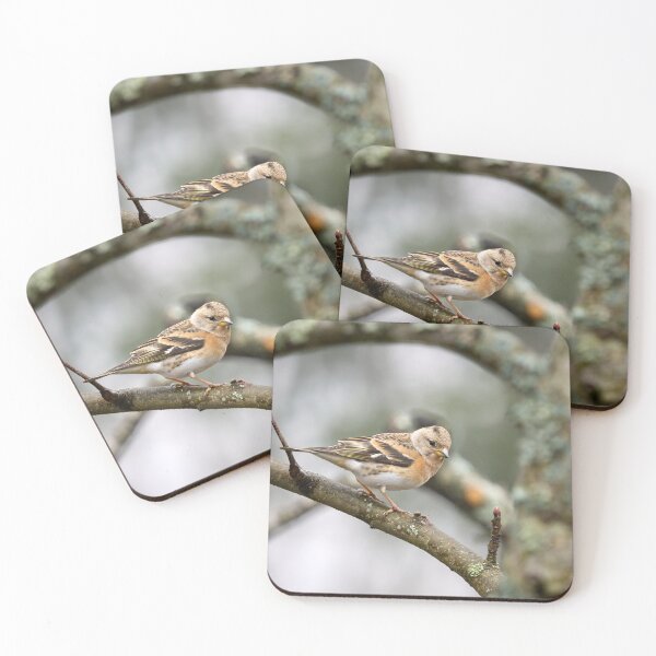Item preview, Brambling pose designed and sold by Jouko Lehto Photography.