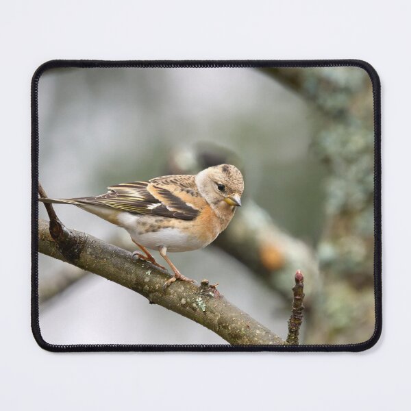 Item preview, Brambling pose designed and sold by Jouko Lehto Photography.