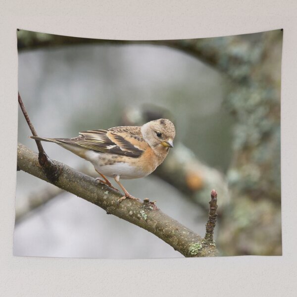 Item preview, Brambling pose designed and sold by Jouko Lehto Photography.