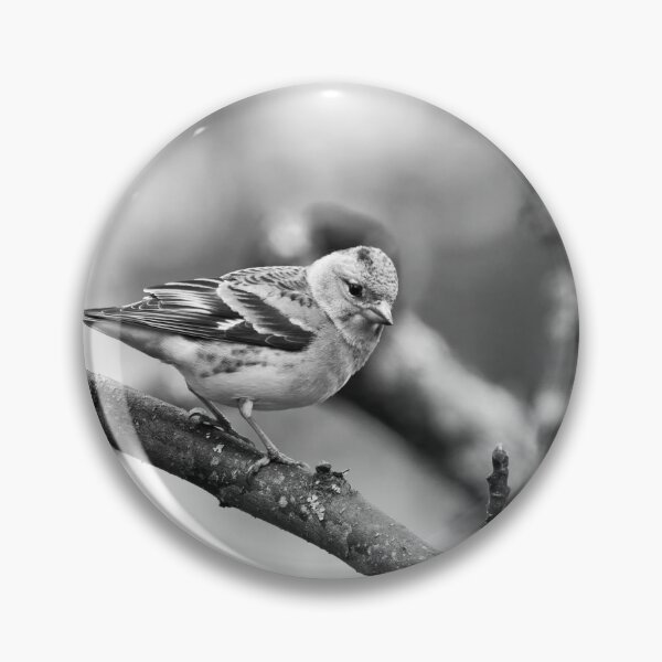Item preview, Brambling pose bw designed and sold by Jouko Lehto Photography.