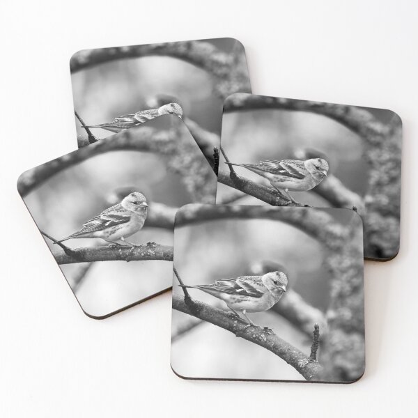 Item preview, Brambling pose bw designed and sold by Jouko Lehto Photography.