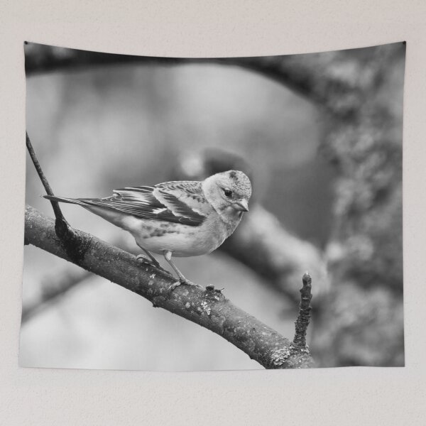 Item preview, Brambling pose bw designed and sold by Jouko Lehto Photography.