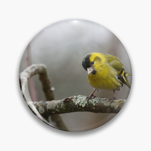 Item preview, Who is there. Eurasian siskin designed and sold by Jouko Lehto Photography.