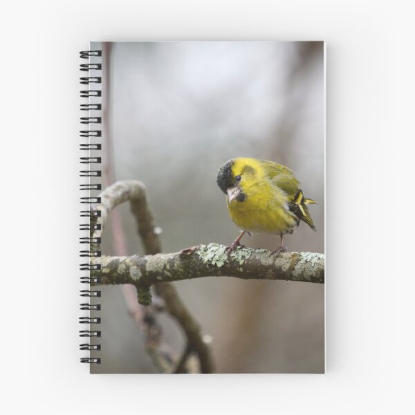 Item preview, Who is there. Eurasian siskin designed and sold by Jouko Lehto Photography.
