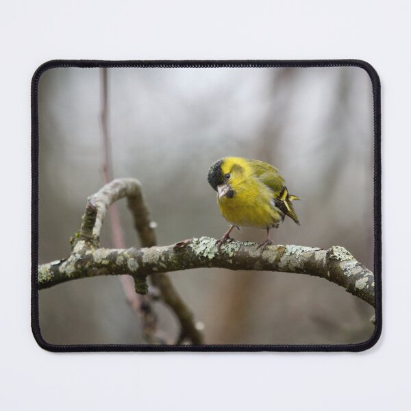 Item preview, Who is there. Eurasian siskin designed and sold by Jouko Lehto Photography.