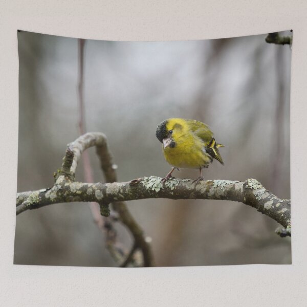 Item preview, Who is there. Eurasian siskin designed and sold by Jouko Lehto Photography.