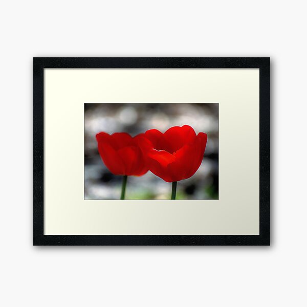 Simply Red Framed Art Print