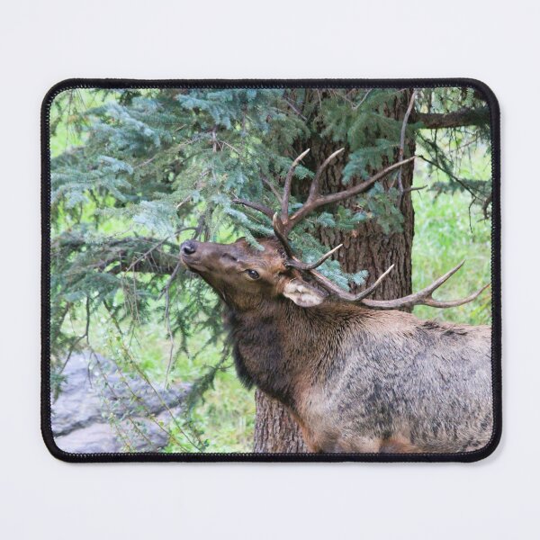 Item preview, Marking His Territory designed and sold by Sandy Shiner-Swanson.
