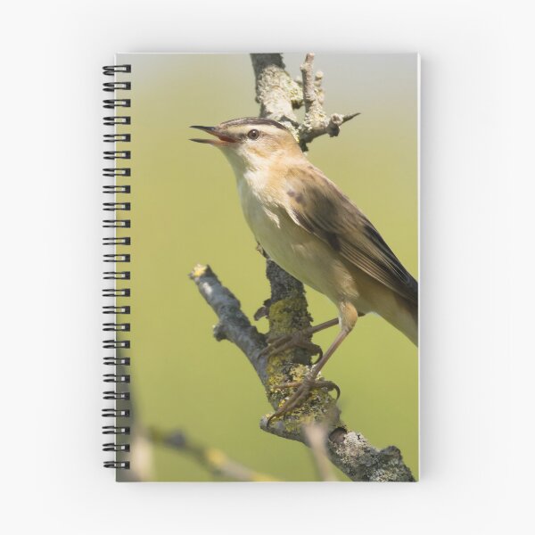 Item preview, Sedge Warbler designed and sold by LaurenTucker.