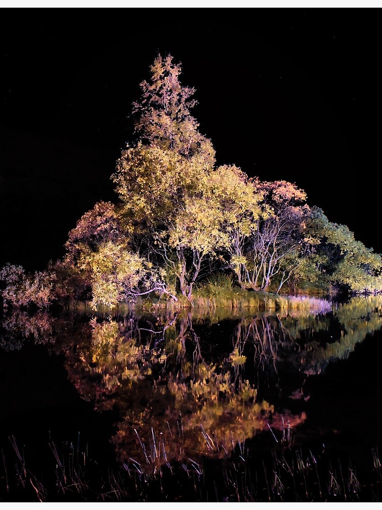 Thumbnail 3 of 3, Photographic Print, Illuminated Trees. designed and sold by Waitesy.