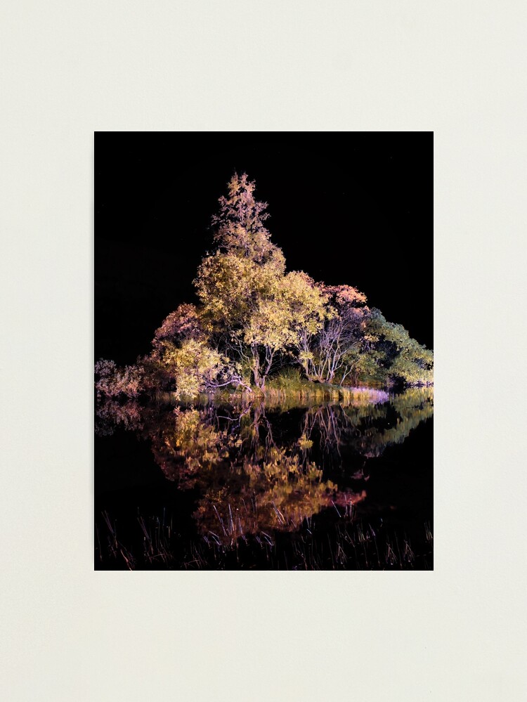 Thumbnail 2 of 3, Photographic Print, Illuminated Trees. designed and sold by Waitesy.