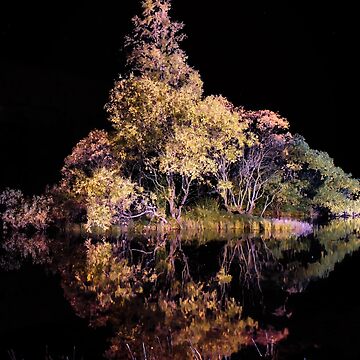 Artwork thumbnail, Illuminated Trees. by Waitesy