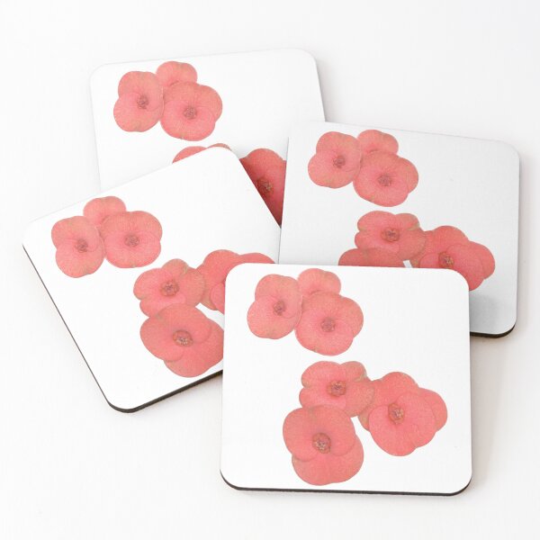 Item preview, Euphorbia milli, Euphorbiaceae Euphorbi, red flower isolated on white background, Poi Sian flower designed and sold by pipikijung.