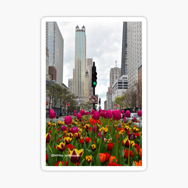 Tulips in Chicago Sticker