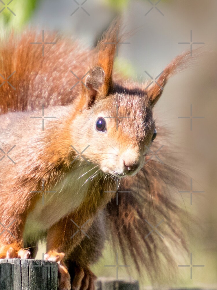 Thumbnail 4 von 4, iPhone-Hülle, Wildtierfreund Eichhörnchen designt und verkauft von Igelchen.