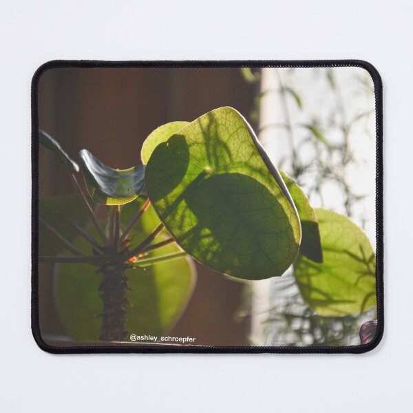 Item preview, Pilea Plant Basking in the Late Afternoon Sun designed and sold by Ashley Schroepfer.