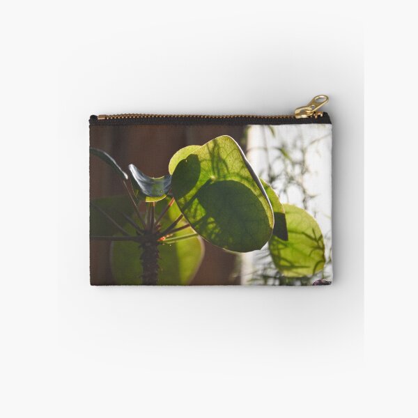 Item preview, Pilea Plant Basking in the Late Afternoon Sun designed and sold by Ashley Schroepfer.