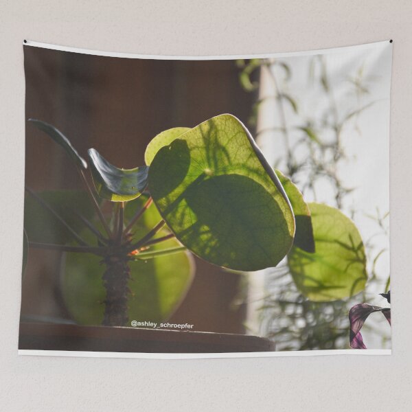 Item preview, Pilea Plant Basking in the Late Afternoon Sun designed and sold by Ashley Schroepfer.