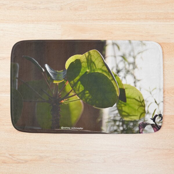 Item preview, Pilea Plant Basking in the Late Afternoon Sun designed and sold by Ashley Schroepfer.