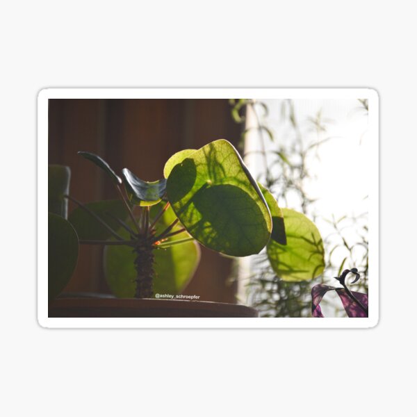 Pilea Plant Basking in the Late Afternoon Sun Sticker