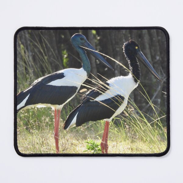 Item preview, Pair of Jabirus, Black-necked Storks designed and sold by Mark Grimsley.