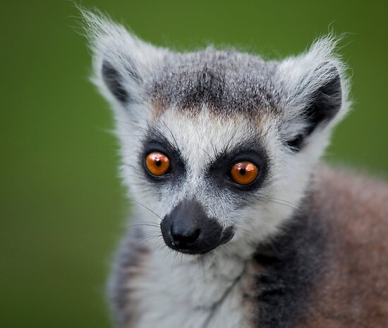 The Ring-Tailed Lemur on emaze