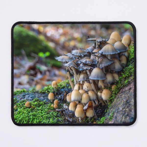 Item preview, Large Group of Mushrooms Grows on a Tree Trunk designed and sold by jrtwynam.