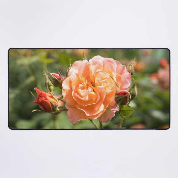 Item preview, Fragrant Peach-colored Rose Bloom Surrounded by Buds designed and sold by Georgia Mizuleva.