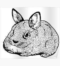 HASE Poster