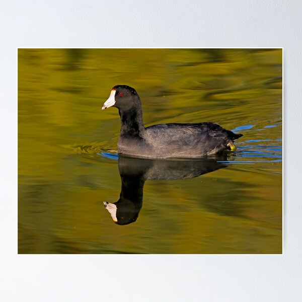 Item preview, 042009 American Coot designed and sold by Marvin Collins.