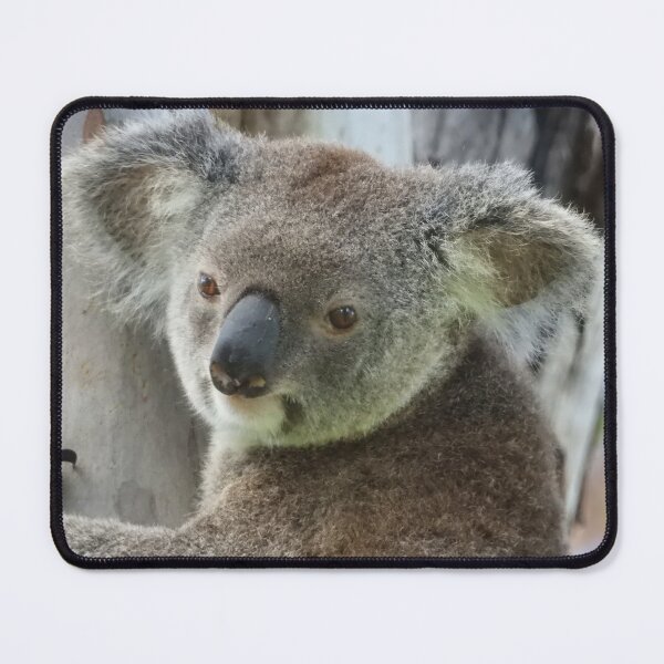 Item preview, Koala in a gumtree designed and sold by Jenny Dyer.