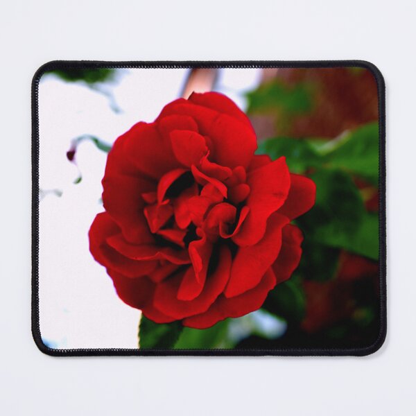 Item preview, FLOWER SERIES 1 Scarlet Delight Floating Rose Greetings designed and sold by MarcusAxel.