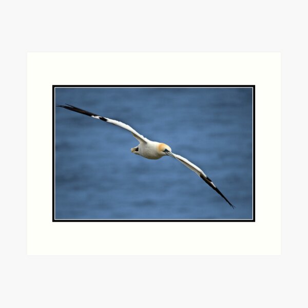 Gannet Gathering Grass - 24