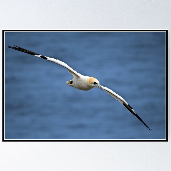 Item preview, Gannet at Bempton Cliffs designed and sold by Shaun Whiteman.