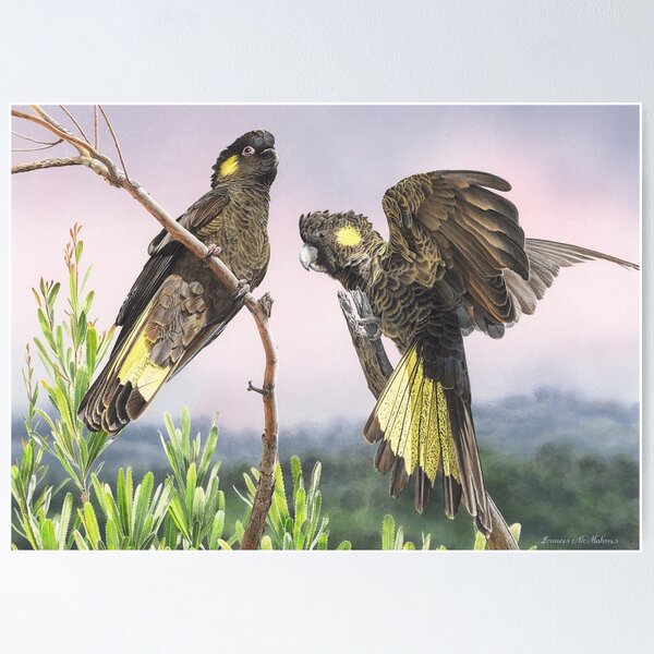 Item preview, Free Spirits (Yellow-tailed Black Cockatoos) designed and sold by Frances McMahon Watercolour Bird Artist.