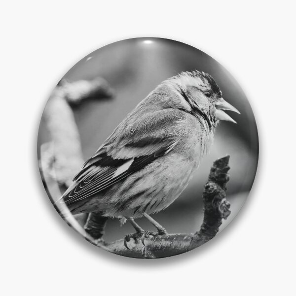 Item preview, Songs and tones. Eurasian siskin bw designed and sold by Jouko Lehto Photography.
