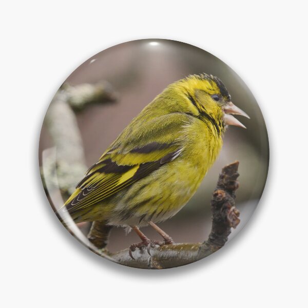 Item preview, Songs and tones. Eurasian siskin designed and sold by Jouko Lehto Photography.