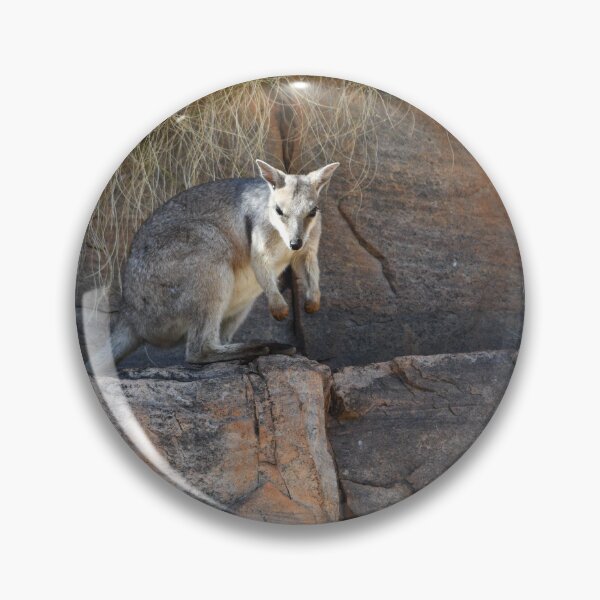 Item preview, A rock wallaby standing on a sandstone rock edge. designed and sold by EAnneH.